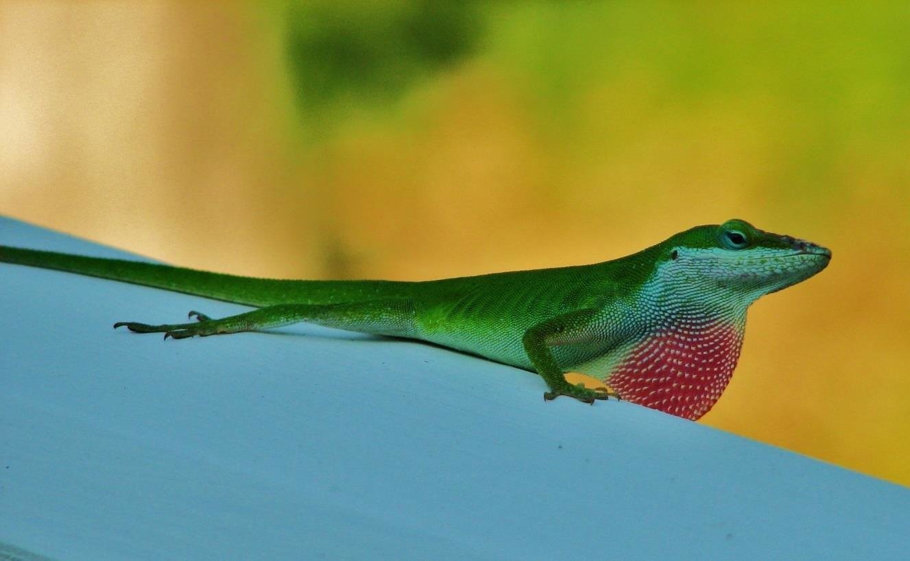 Lowcountry Animals_photography_green anole_praying mantis_Dunes Real Estate_The Lowman Team_Moss Creek_Belfair
